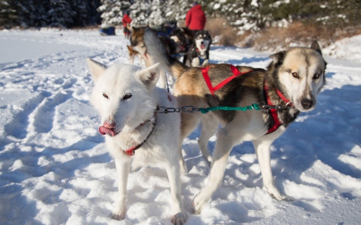 The lead dogs of a sled team look toward the camera. The rest of the team is behind them. 